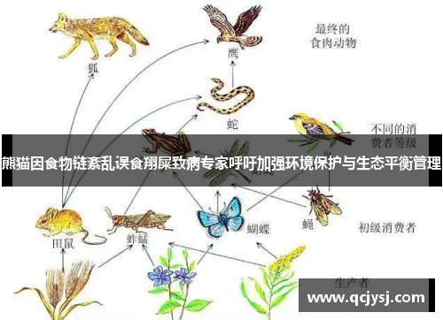 熊猫因食物链紊乱误食翔屎致病专家呼吁加强环境保护与生态平衡管理